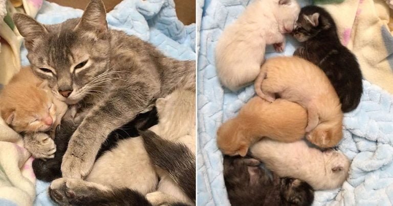 Gata encontrada en una jaula con sus gatitos, está feliz de ser ayudada por amables vecinos