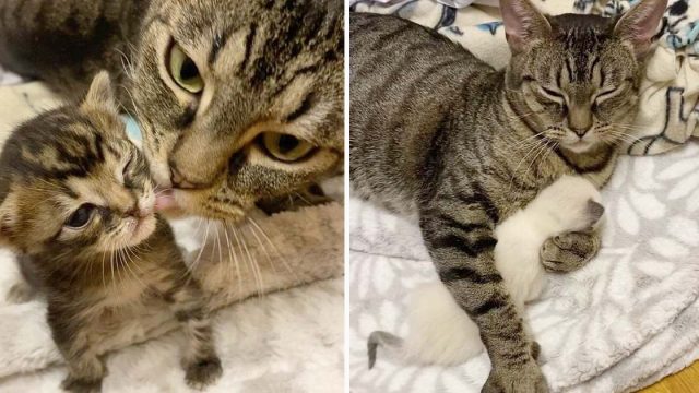 Gata le da a sus gatitos los mejores abrazos y cuidados después de tenerlos de vuelta a su lado
