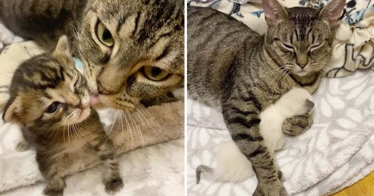 Gata le da a sus gatitos los mejores abrazos y cuidados después de tenerlos de vuelta a su lado
