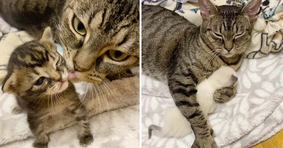 Gata le da a sus gatitos los mejores abrazos y cuidados después de tenerlos de vuelta a su lado