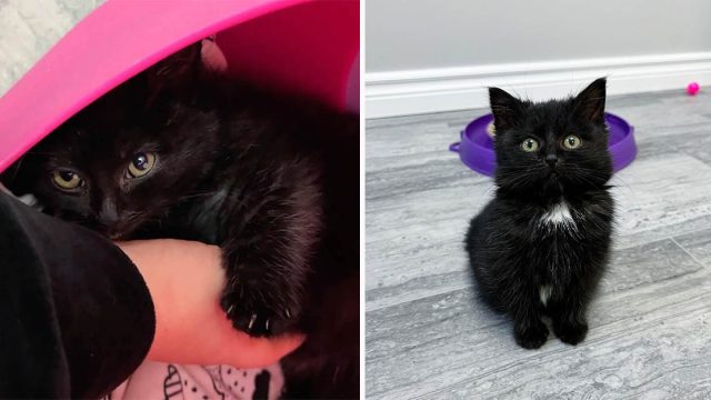 Gatito encontrado solo debajo de un automóvil, resulta que había escapado de su camada