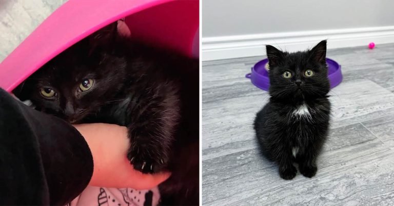 Gatito encontrado solo debajo de un automóvil, resulta que había escapado de su camada