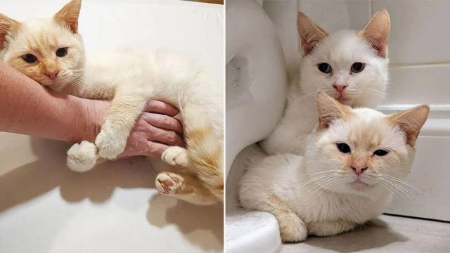 Gatitos esperaban la oportunidad de encontrar hogar