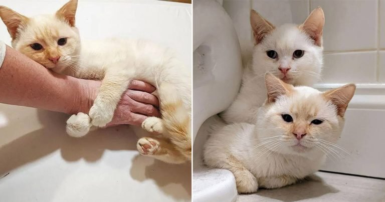 Gatitos que esperaban la oportunidad de encontrar un hogar están felices de estar juntos de nuevo