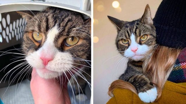 Gato regresa pareja amable cambia su vida