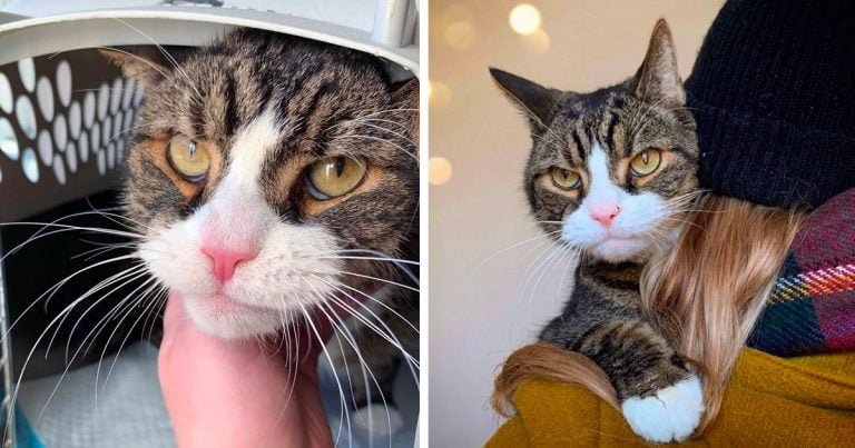Gato regresa con la pareja que fue amable con él y está listo para cambiar su vida