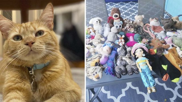 Gato se convierte en una estrella al robar cientos de juguetes