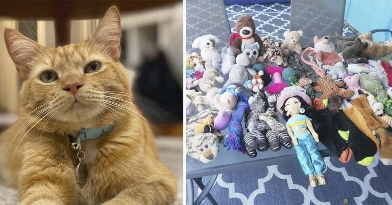 Gato se convierte en una estrella al robar cientos de juguetes