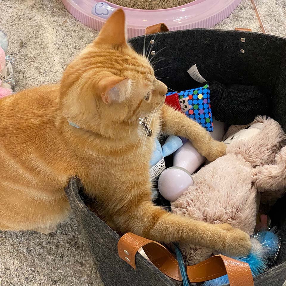 Gato y sus juguetes