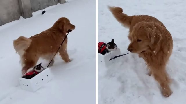 Golden retriever le da a su amigo gato un paseo en trineo en la nieve