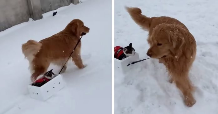 Golden retriever le da a su amigo gato un paseo en trineo en la nieve