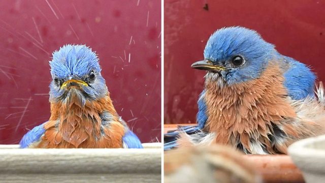 Mujer toma fotos pajarito chapoteando baño preparo