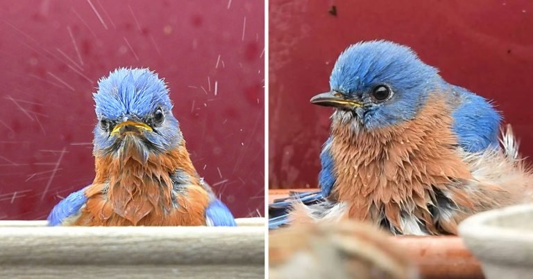 Mujer toma fotos de un pajarito chapoteando alegremente en el baño que ella le preparó