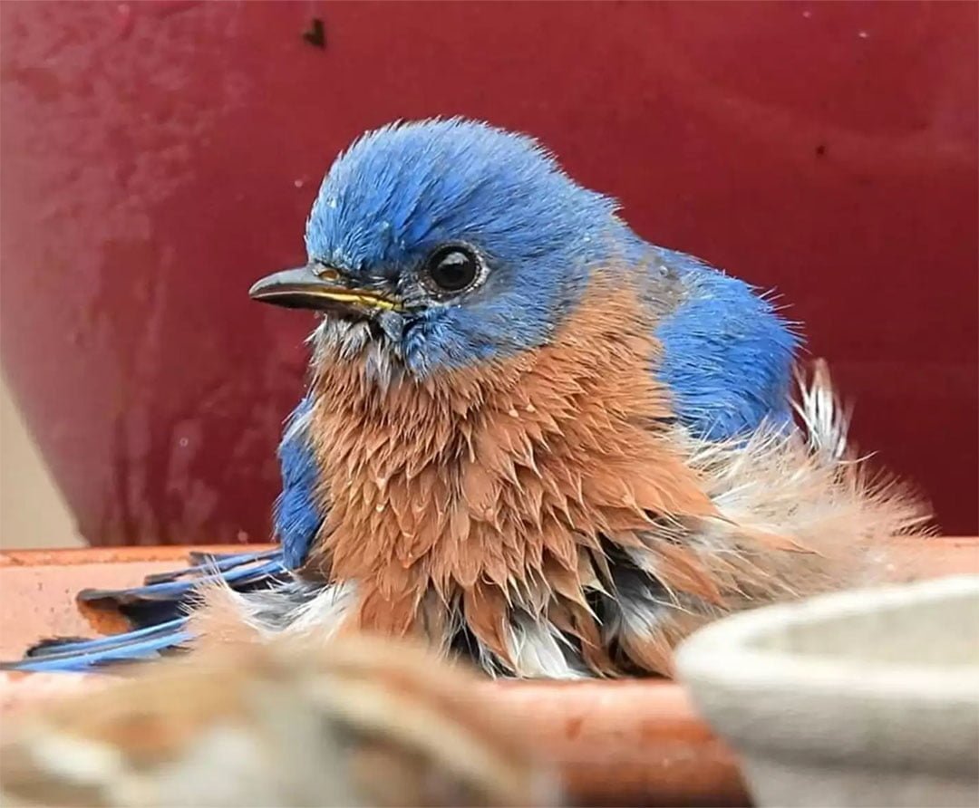 Mujer toma fotos de un pajarito chapoteando alegremente en el baño que ella le preparó 1 Pajarito azul