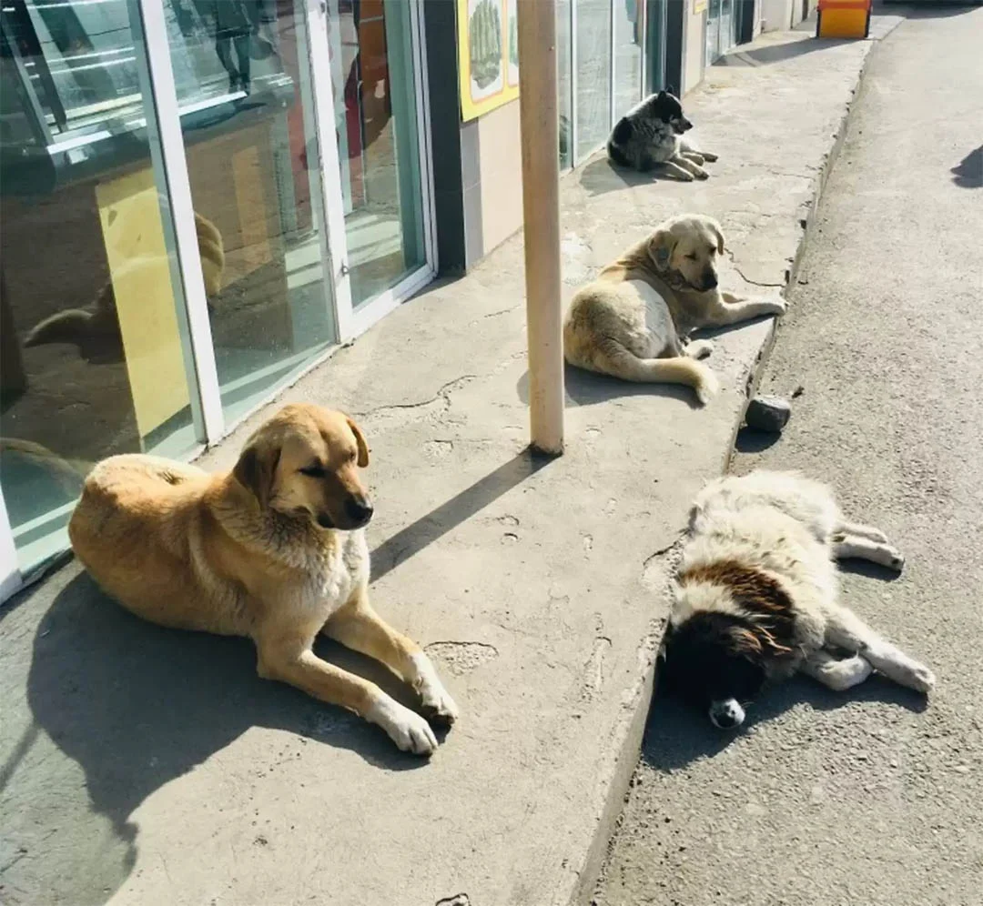 Perritos sin hogar