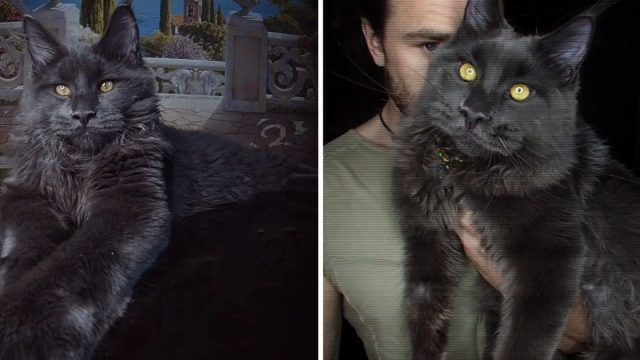 Vincent gato maine coon parece pantera