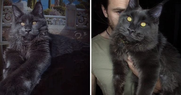 Conoce a Vincent, el gato Maine Coon que parece una pantera y actúa como un perro