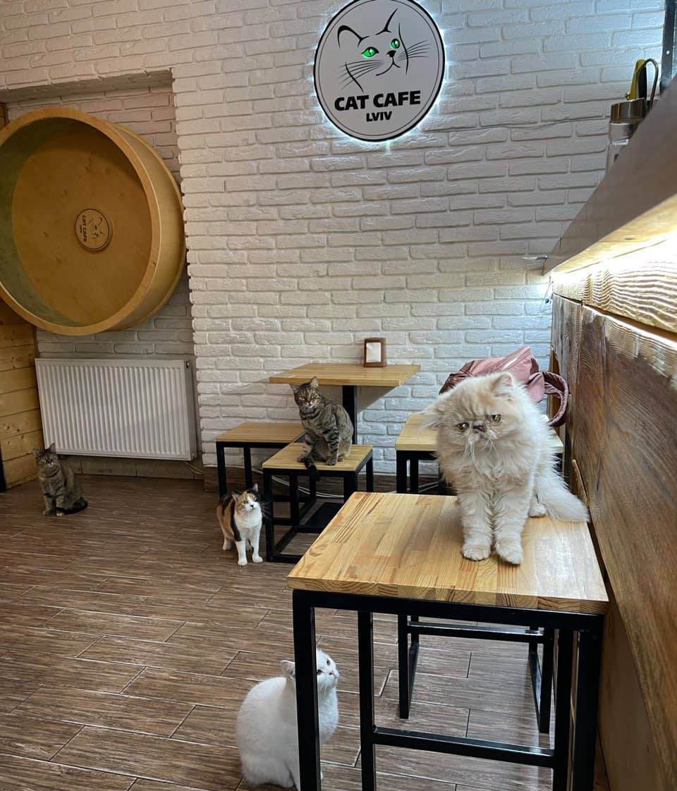 Café de gatos en ucrania