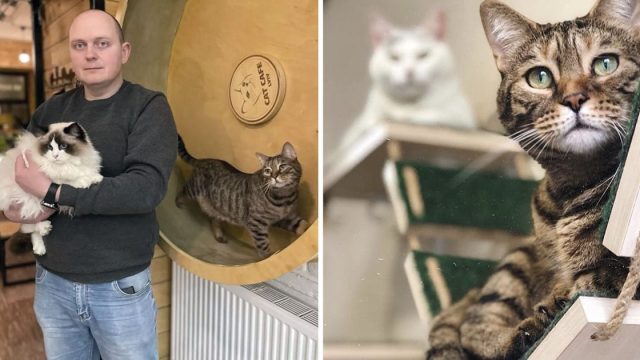 Café de gatos ucraniano sigue abierto proteger 20 gatos residentes