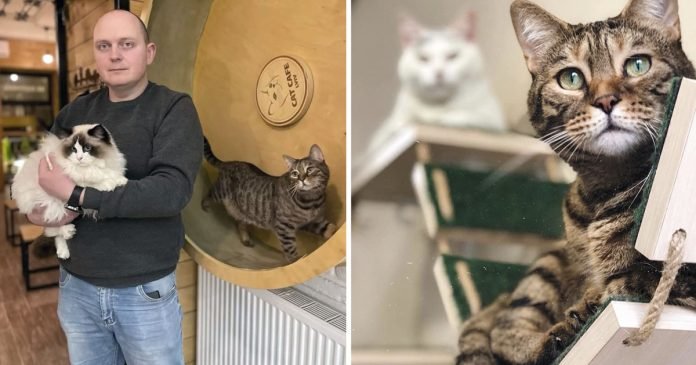 Café de gatos ucraniano sigue abierto proteger 20 gatos residentes