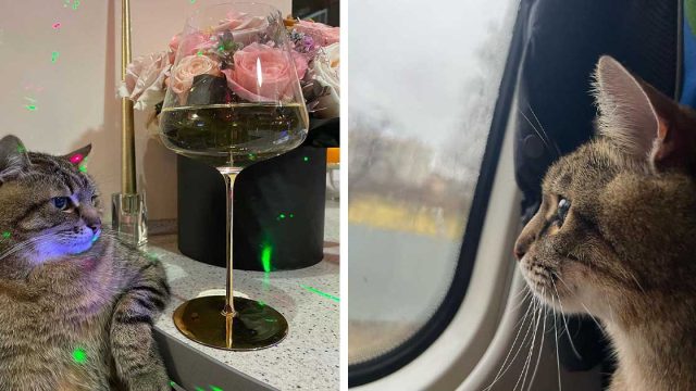 El gato más famoso de Ucrania huye de la guerra y llegó a un lugar seguro