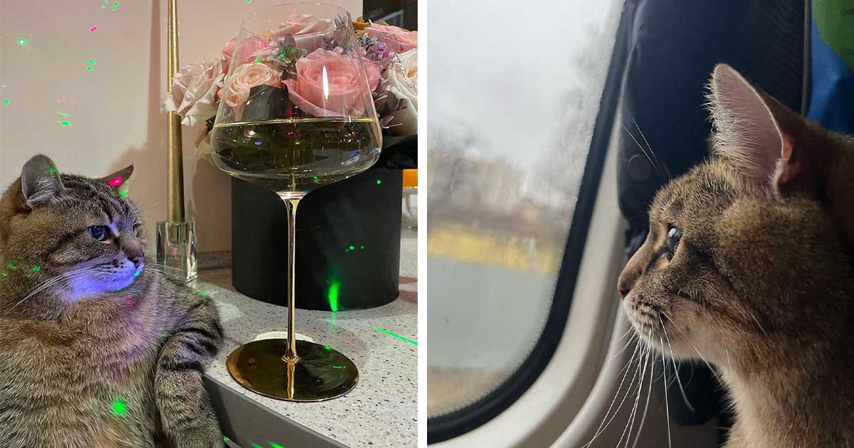 El gato más famoso de Ucrania huye de la guerra y llegó a un lugar seguro