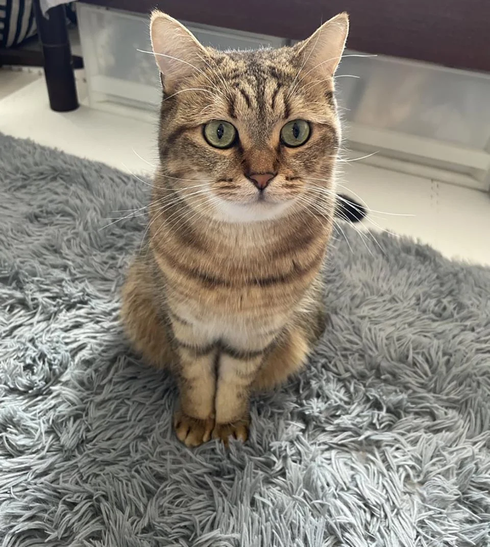 Este gato se está volviendo viral