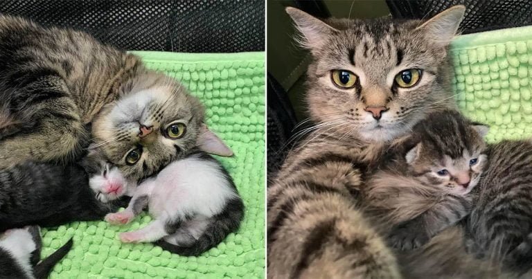 Gata decide confiar cuando encontró lugar perfecto