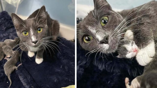 Gata es encontrada en la puerta justo a tiempo para que pudiera tener a sus gatitos bajo techo