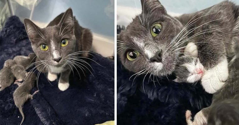 Gata es encontrada en la puerta justo a tiempo para que pudiera tener a sus gatitos bajo techo