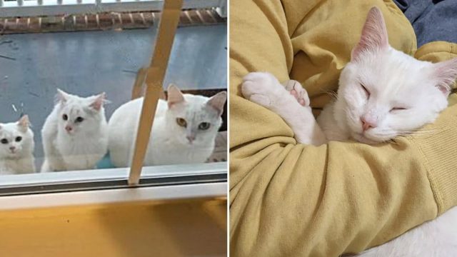 Gata esperó en la puerta