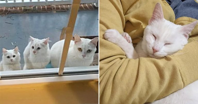 Gata esperó en la puerta