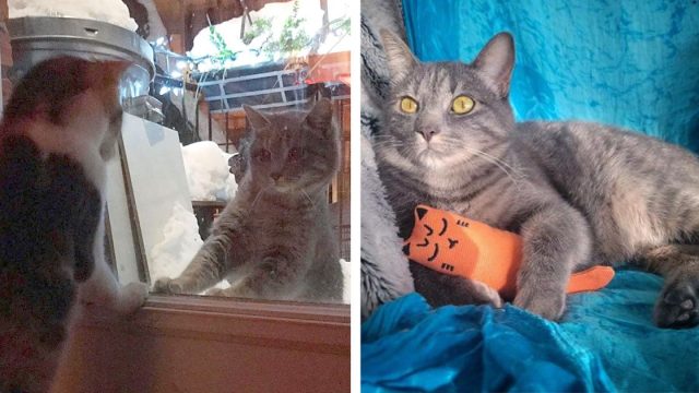 Gatita acerca puerta porche termina adoptada por gato