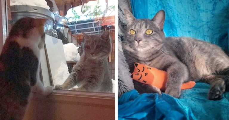 Gatita acerca puerta porche termina adoptada por gato