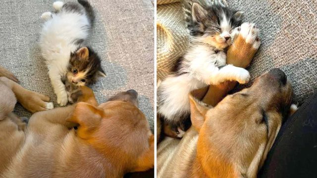 Gatita rescatada elige cachorro sea familia