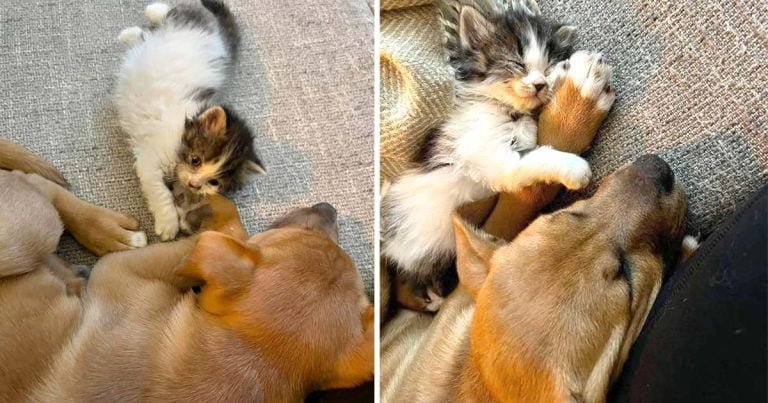 Gatita rescatada elige cachorro sea familia