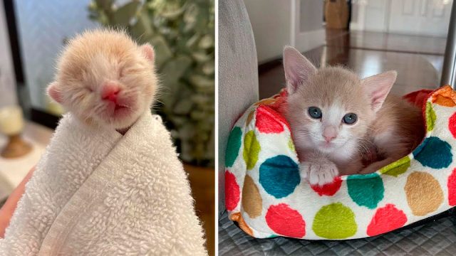 Gatito dejado dentro de una casa por su madre, ahora tiene a unas personas amables para hacerle compañía