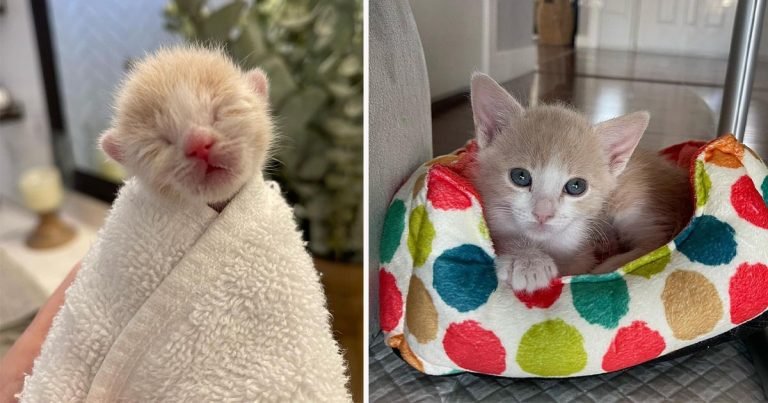Gatito dejado dentro de una casa por su madre, ahora tiene a unas personas amables para hacerle compañía