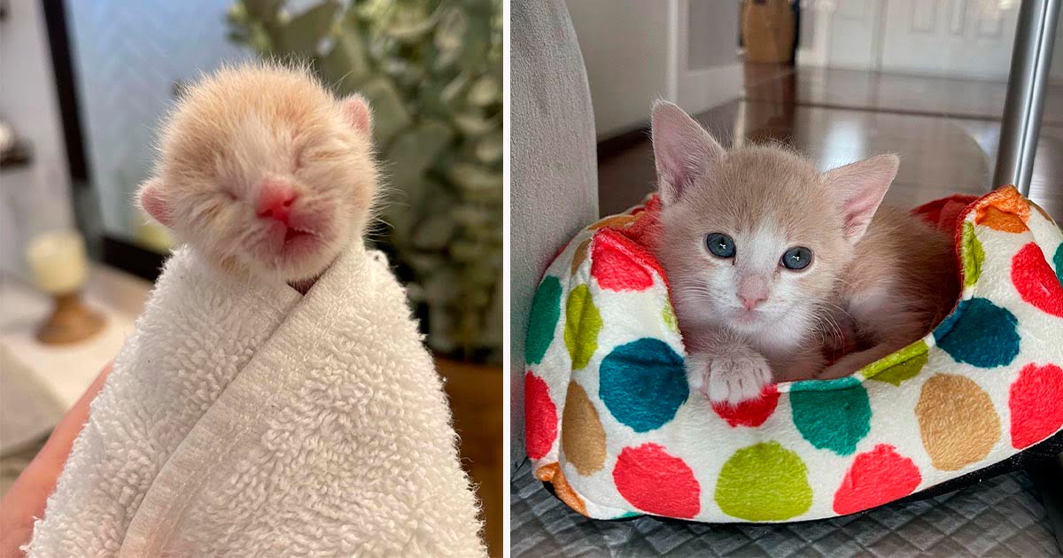 Gatito dejado dentro de una casa por su madre, ahora tiene a unas personas amables para hacerle compañía