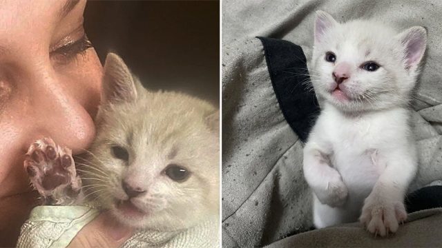 Gatito demuestra lo guerrero que es