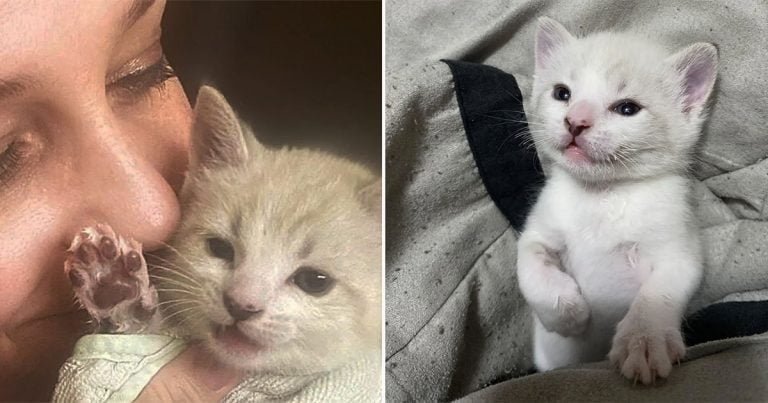 Gatito demuestra lo guerrero que es