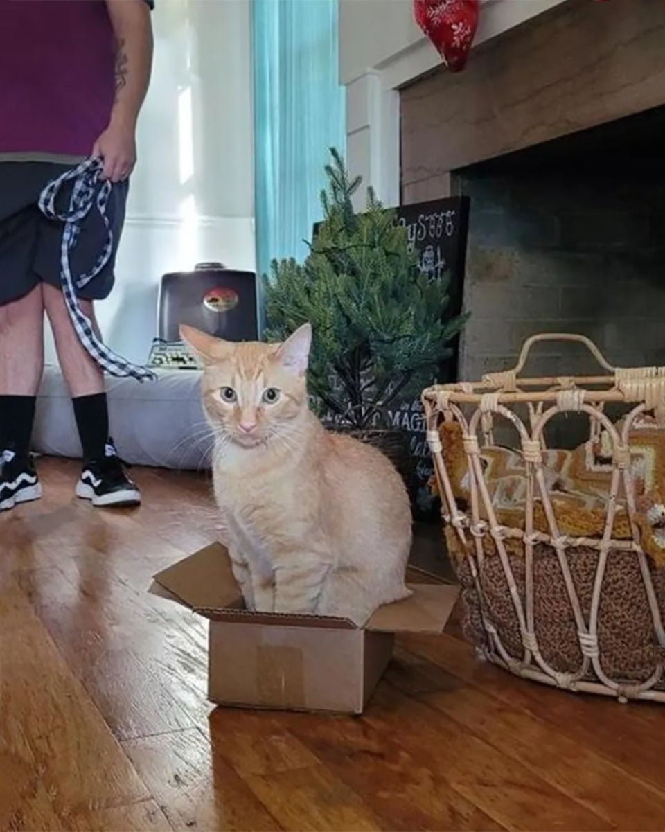Gatito encontrado atrapado en un árbol decide mudarse con la pareja que lo ayudó 5 Gatito en una caja