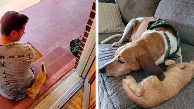 Gatito encontrado atrapado en un árbol, decide mudarse con la pareja que lo ayudó