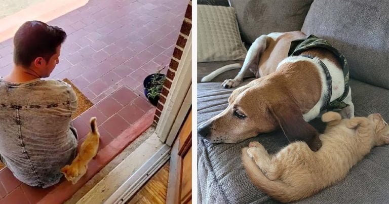 Gatito encontrado atrapado en un árbol decide mudarse con la pareja que lo ayudó