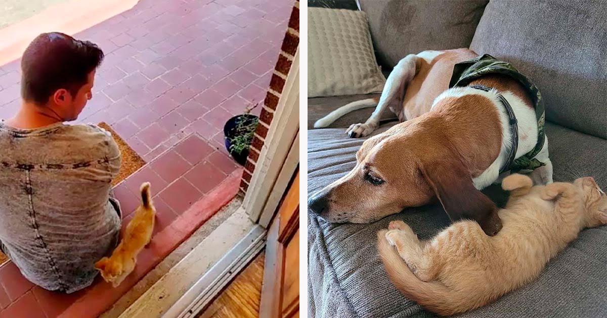 Gatito encontrado atrapado en un árbol, decide mudarse con la pareja que lo ayudó