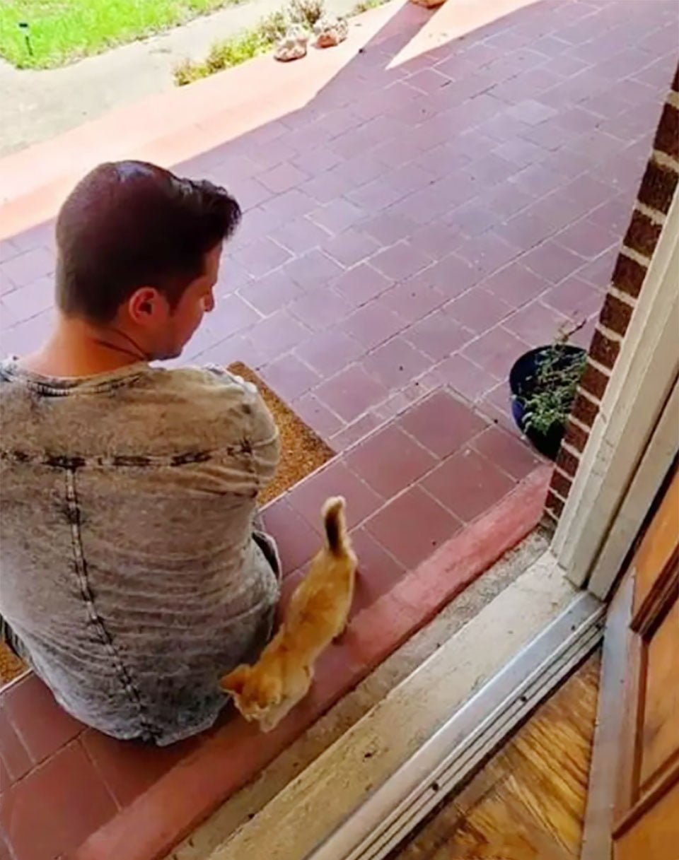 Gatito encontrado atrapado en un árbol decide mudarse con la pareja que lo ayudó 1 Gatito encontrado atrapado en un árbol