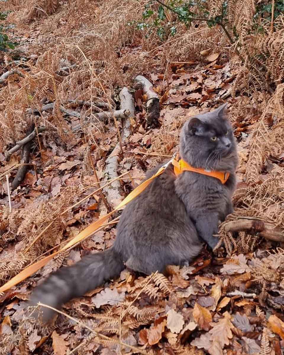 Gatito usa arnés en el bosque