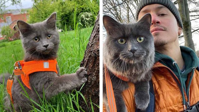 Gato aventurero se une a su dueño en paseos en bicicleta y se sienta sobre sus hombros