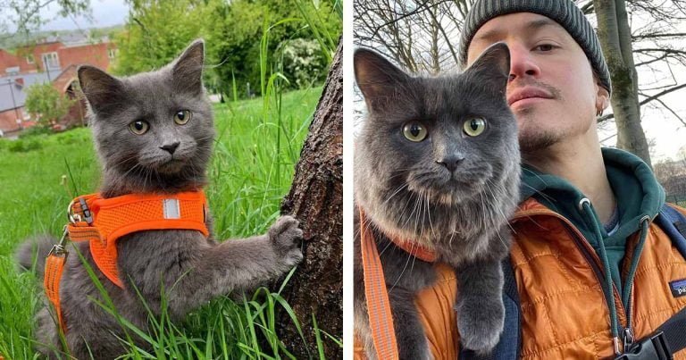 Gato aventurero se une a su dueño en paseos en bicicleta y se sienta sobre sus hombros