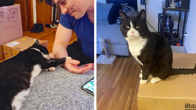 Gato está decidido a nunca volver a poner una pata en la calle y se aferra al hombre que lo ayudó